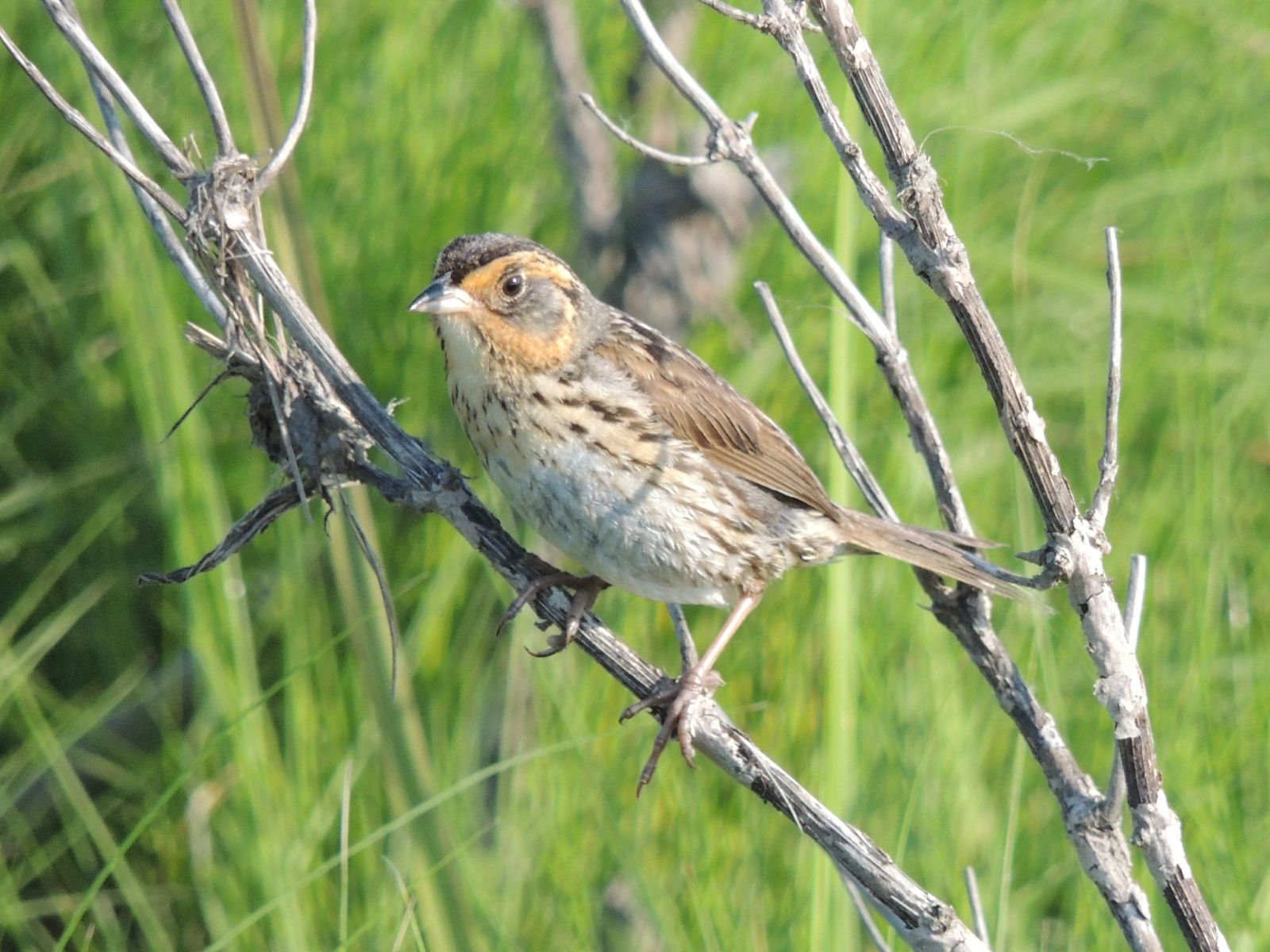 Saltmarsh Sparrow (photo credit: Scotty Astro)