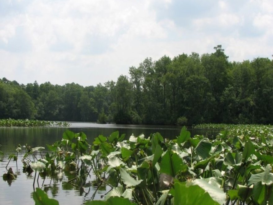 Pocomoke River Canoe Company