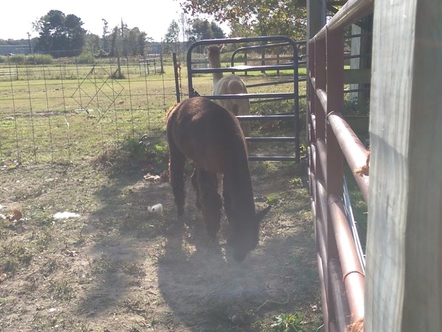 Ocean Breeze Alpacas