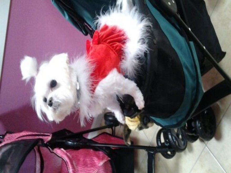 Pet Threadz